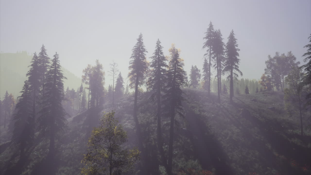 Misty forest landscape under soft sunlight in tranquil morning ambiance