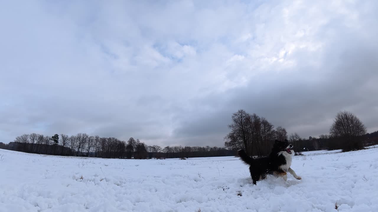 La prospettiva ultra ampia mostra un Border Collie che salta in modo spettacolare verso la neve lanciata su un prato innevato