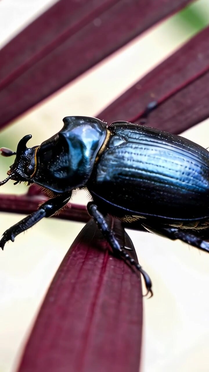 Vertical video: Antennae probing, black scarab crawling left on burgundy leaf, elytra shifting