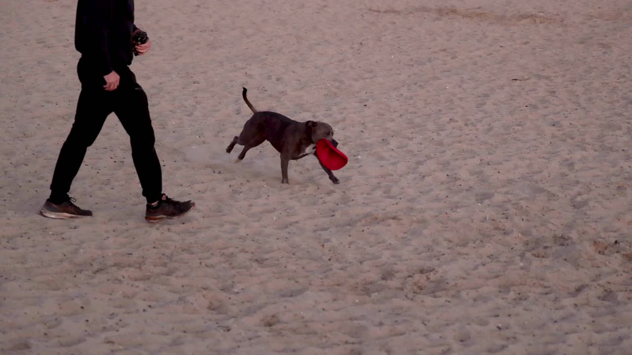 Dog fetches frisbee on Brighton beach