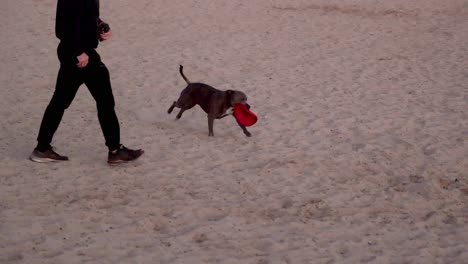 el perro trae el frisbee en la playa de brighton.