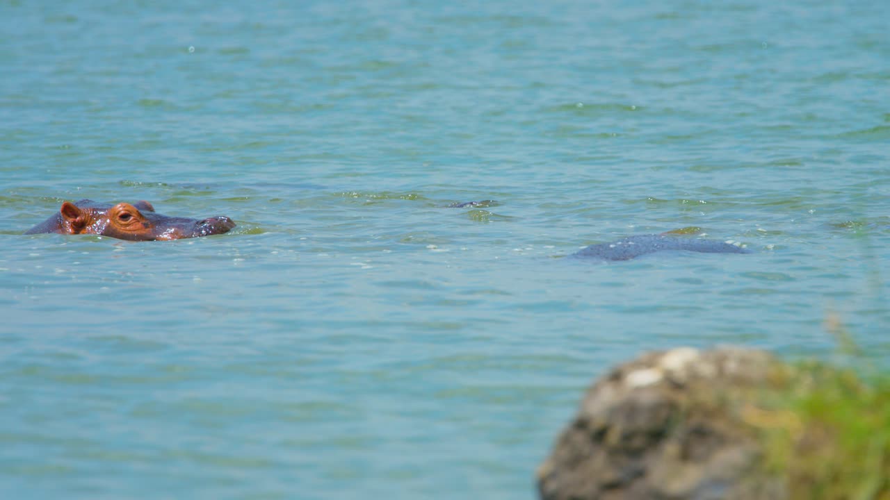 아름다운 하마가 우간다 국립공원에서 포식자를 찾기 위해 물 밖으로 솟아오른다