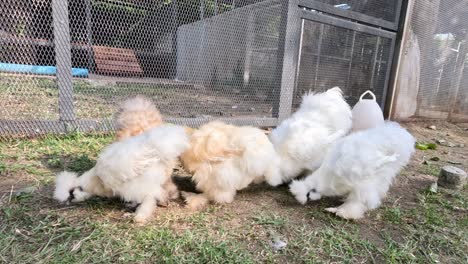 flock of fluffy silkie chickens in outdoor enclosure.