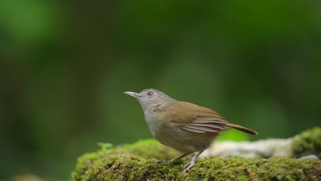 a-cute-little-Horsfield's-babbler-was-waiting-on-the-moss,-then-went-looking-for-its-mother