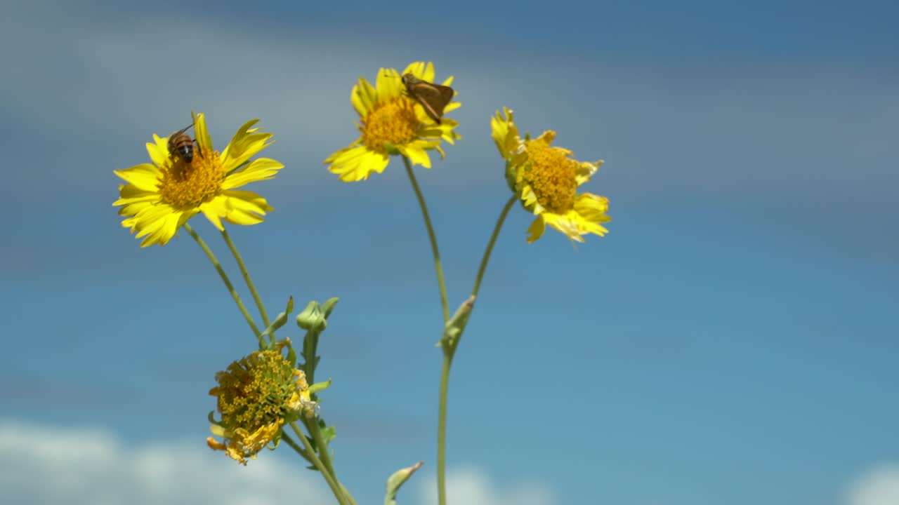 Verbesina encelioides, fiori selvatici al sentiero costiero Kaiwi, spiaggia di Kaloko