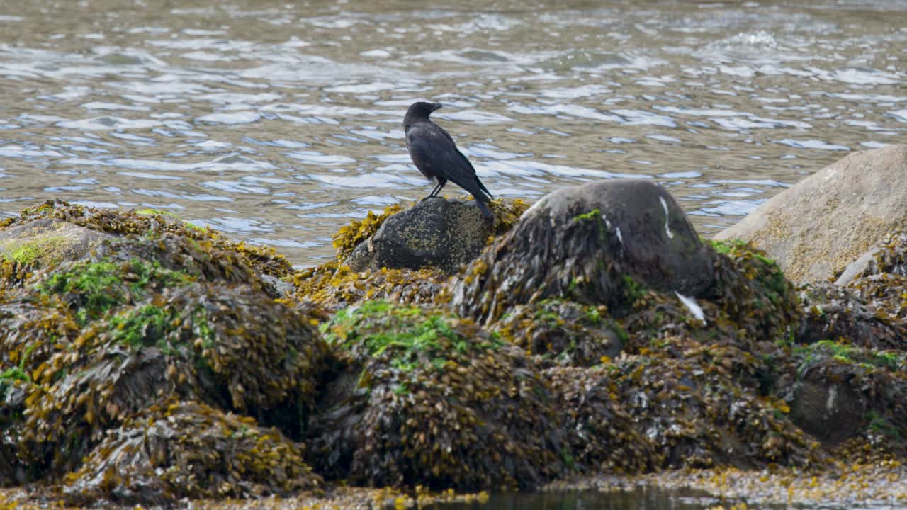 Crow stands on seaweed-covered rocks by coastal water, natural daylight, static camera, tranquil mood