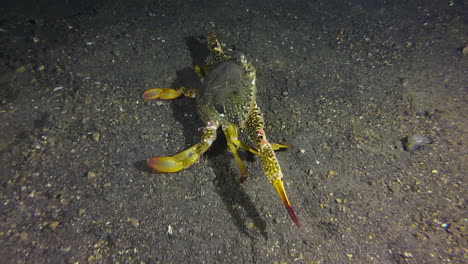 Underwater-shot-of-large-swimming-crab-walking-sidewards-over-sandy-seabed-during-night