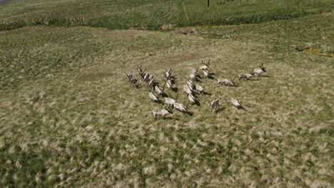 Herde-Gewöhnlicher-Rentiere-Steht-Im-Offenen-Grasland-Von-Island,-Antenne