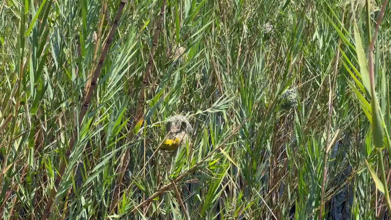 남쪽 갈색 목의 이 둥지를 짓는 수. 코마 섬, 말라위 호수, 말라비.