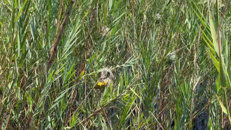 male southern brown-throated weaver building a nest. nankoma island, lake malawi, malawi.