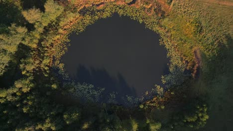 aerial view of a circular pond surrounded by lush green trees
