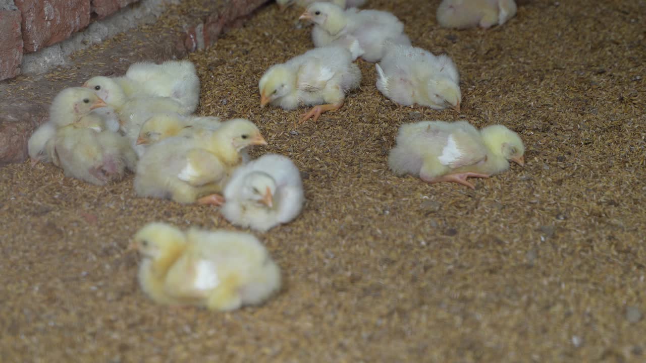 There are baby chickens in the poultry farm.