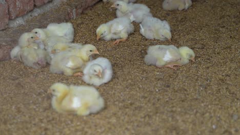 there are baby chickens in the poultry farm.