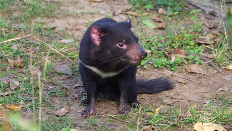 a tasmanian devil sitting on the ground