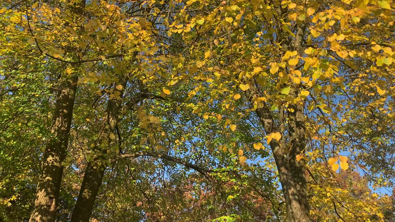 árboles de otoño soplando en una brisa