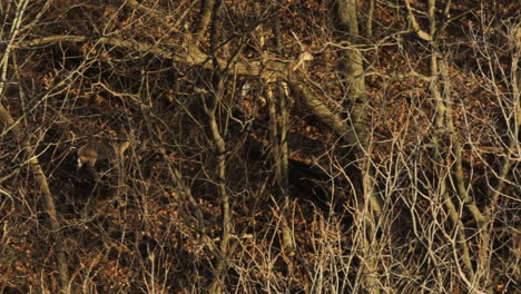 Hidden-white-tail-deer-in-autumn-brush-at-Lake-Swepco,-Arkansas,-USA,-natural-camouflage