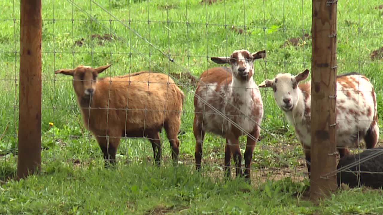 울타리 뒤에 서 있는 염소