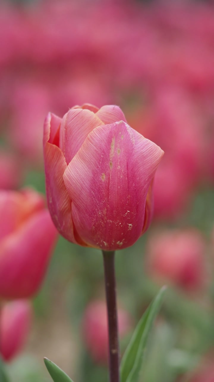 Close-Up of a Pink Tulip in a Garden