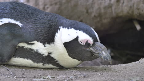 Porträtaufnahme-Eines-Schlafenden-Pinguins-Mit-Geschlossenen-Augen-Tagsüber-In-Der-Wildnis---Afrikanischer-Pinguin-Oder-Spheniscus-Demersus