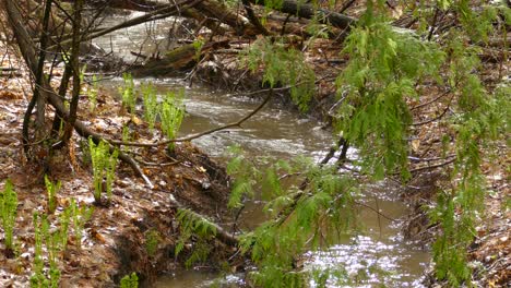 water flowing at stream in nature, branch of leaves in foreground, static shot