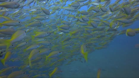 Moving-through-a-school-of-yellow-fuseliers-in-blue-water