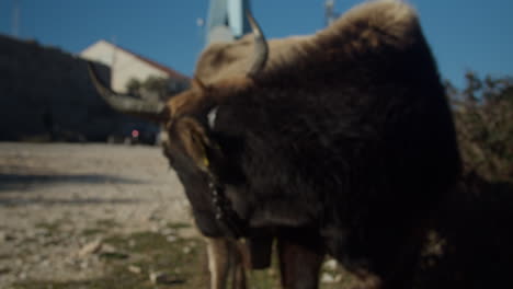 cow in dubrovnik (fort imperial) - croatia - close up 02