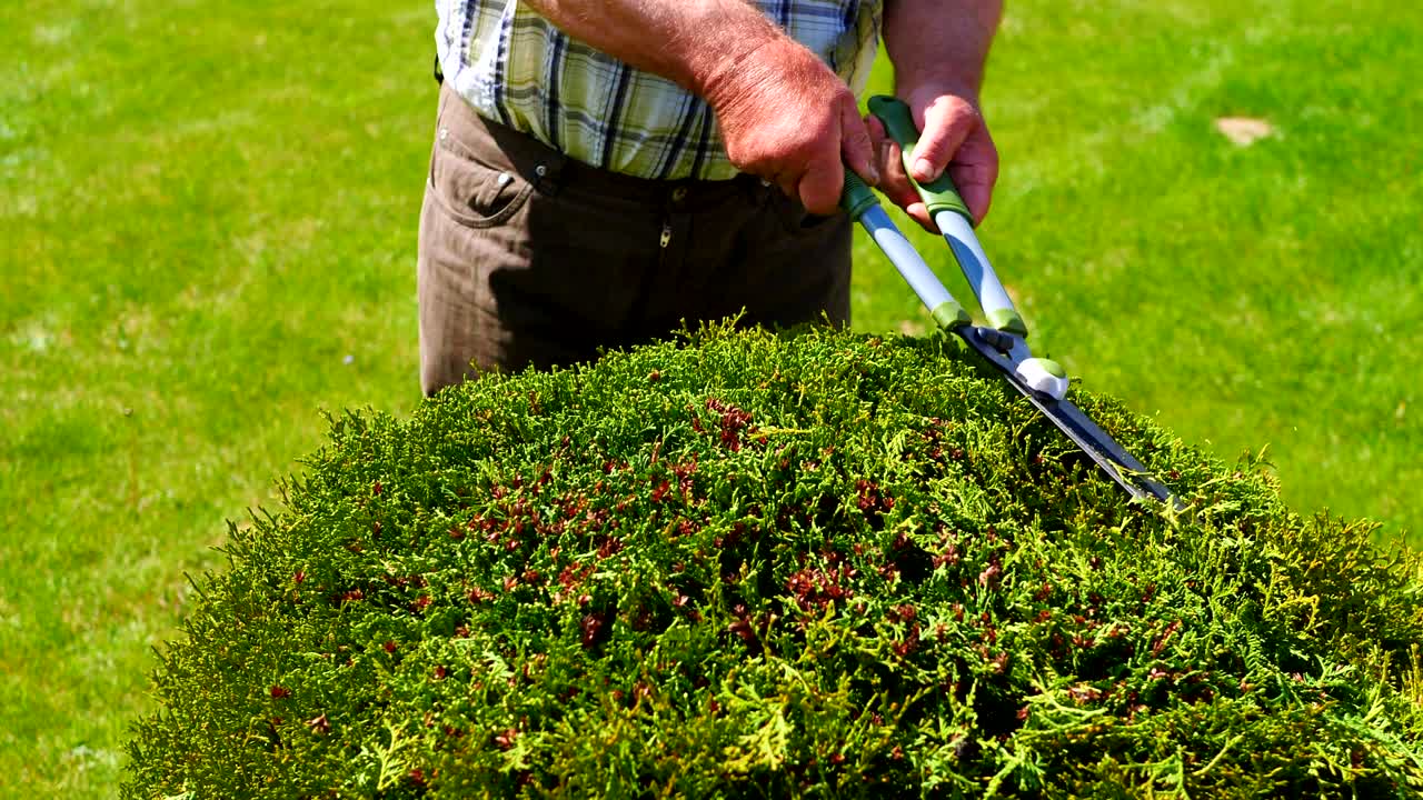 가시로 덤불을 는 손과 가시의 클로즈업, 느린 동작