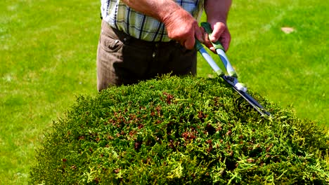 shears the shrub with scissors. close-up of hands and scissors, slow motion.