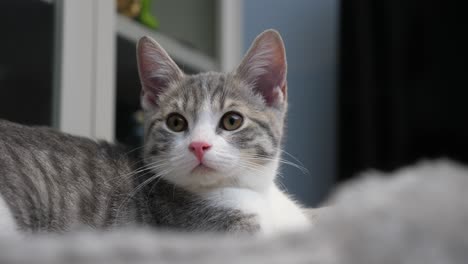 cute little silver shorthair cat kitten resting on platform looking upward