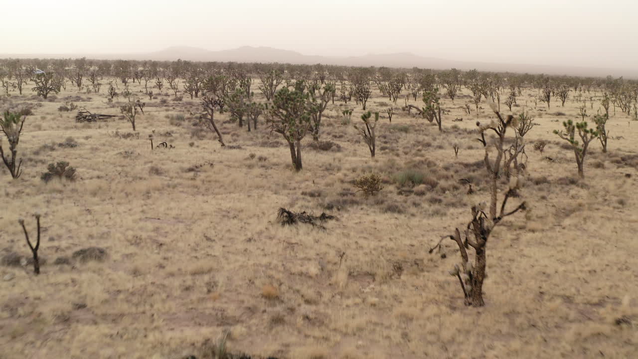 Vast Desert Landscape with Numerous Joshua Trees