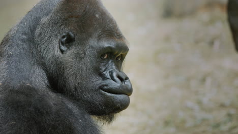 portrait of a large male gorilla, side view