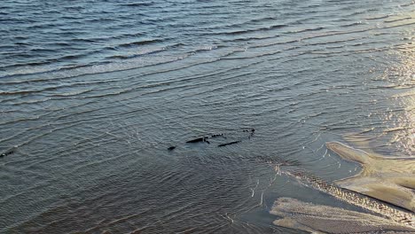 Schiffswrack-An-Einem-Strand,-Ein-Altes-Schiff-Im-Meer-Gesunken,-Wrackteile-Sind-Aus-Dem-Wasser-Gekommen,-Sonnenuntergang-Im-Hintergrund