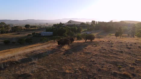 Una-Excelente-Toma-Aérea-De-Bisontes-Descansando-Sobre-La-Hierba-En-San-Luis-Obispo,-California