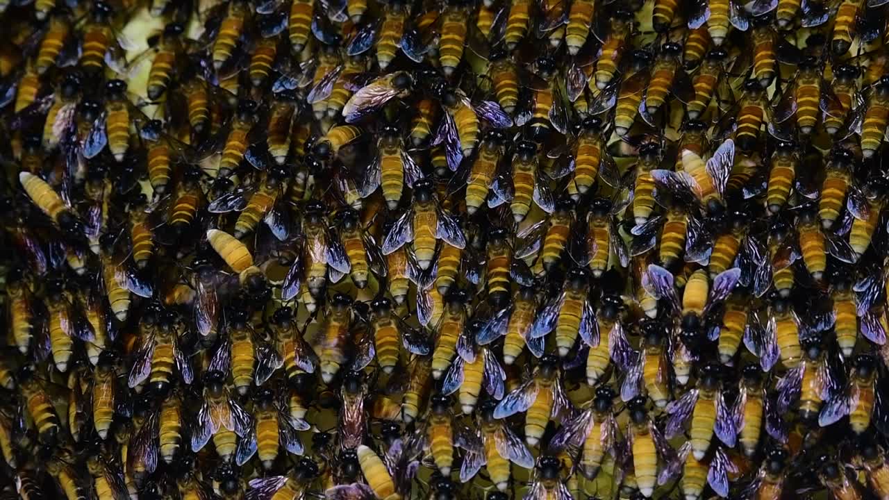 se sabe que las abejas melíferas gigantes construyen grandes colonias de nidos con bolsillos simétricos hechos de cera para almacenar miel como fuente de alimento.