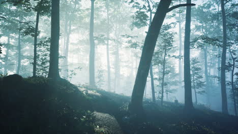 Morgennebel-Im-Tiefen-Wald
