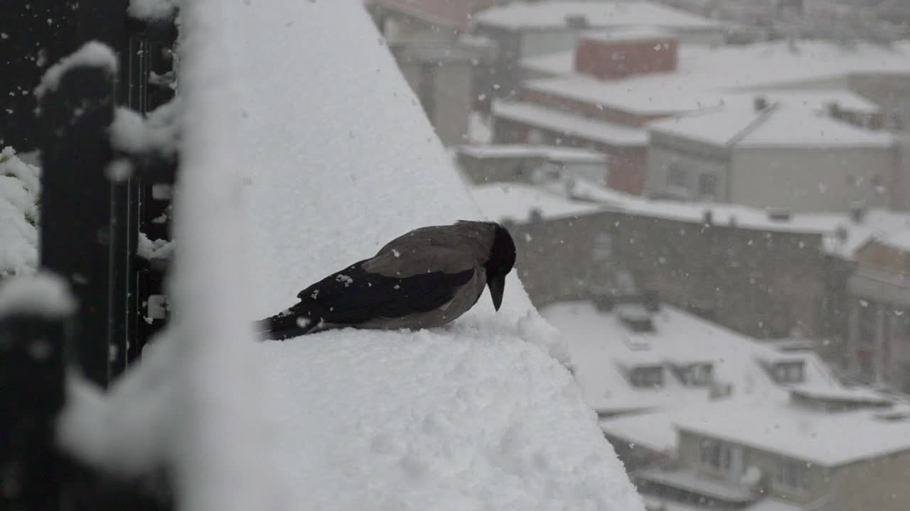눈 속의 까마귀