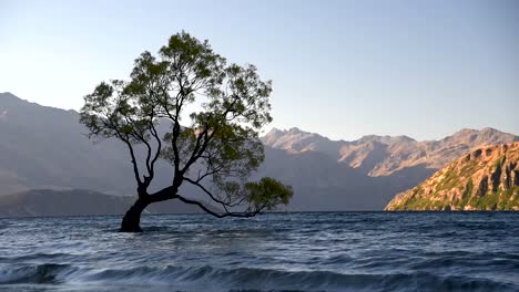 Close-up-of-Wanak-Tree-with-of-the-sunrise-lit-mountains-in-the-background-Sunrise-at-Wanaka-Tree,-New-Zealand-most-famous-tree