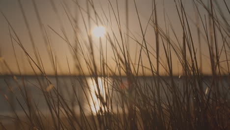 Wild-beach-grass-close-up-blowing-in-the-wind-at-sunrise,-back-lit-by-the-sun