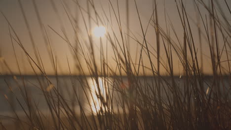 Hierba-De-Playa-Salvaje-Cerca-Que-Sopla-En-El-Viento-Al-Amanecer,-Iluminada-Por-El-Sol