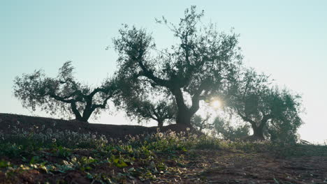 sideways-tracking-shot-of-tree-garden-with-white-flowers-in-foreground,-morning-sun-flare