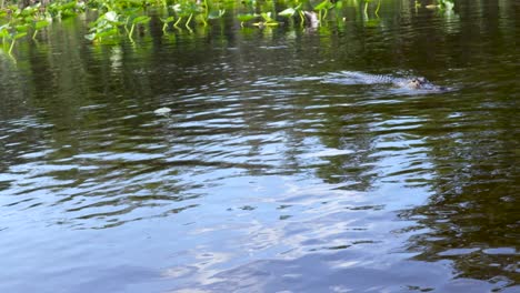 alligator in the everglades approaching the photographer