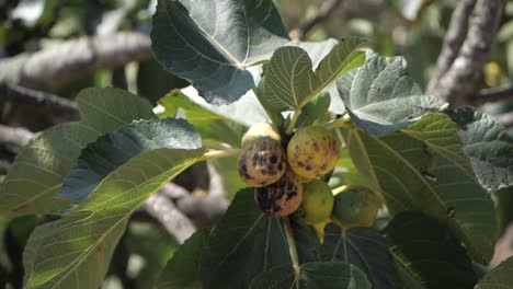 close up of rotten loquat fruit on tree - slow motion