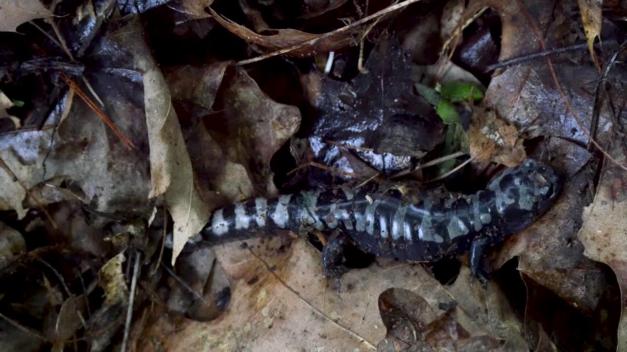 Spotted Salamander on Leaf Litter