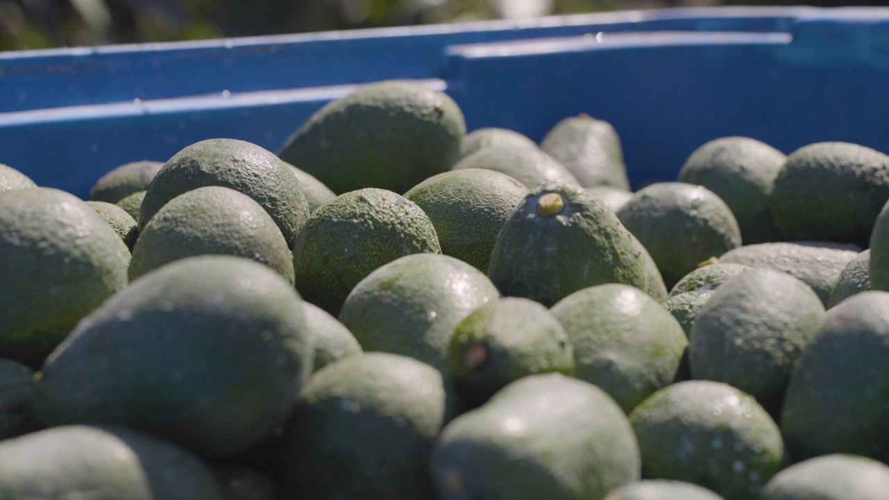 Una colección de aguacates recién cosechados llena un contenedor azul, relucientes bajo la brillante luz del sol. Ideal para promociones agrícolas o material visual de mercado
