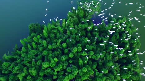 nature view of white birds gulls fly all around green tree forest and the lake in the evening