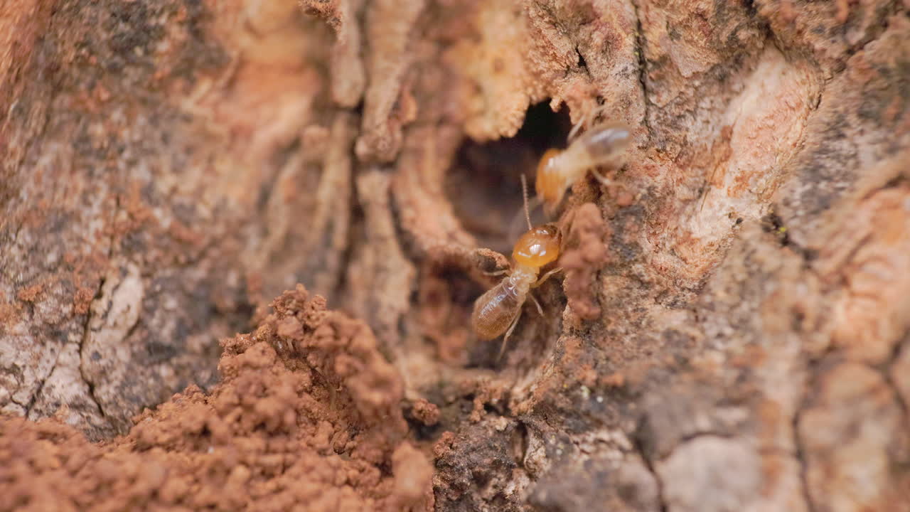 soldados termitas que se encuentran a mitad de camino y se saludan con el lenguaje sensorial de sus antenas.