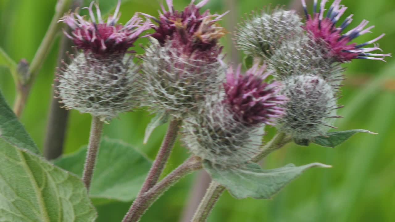 피는 약초 우엉