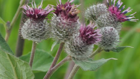 bardana planta medicinal floreciente