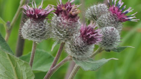 blooming medical plant burdock