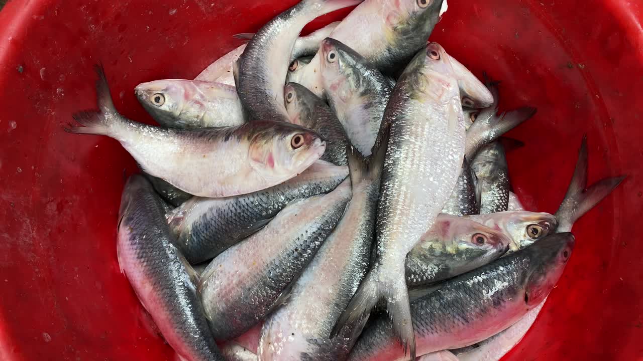 peces hilsha mantenidos en hielo para vender en el mercado.